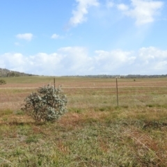 Aquila audax at Jerrabomberra, ACT - 9 May 2020