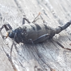 Boreoides subulatus (Wingless Soldier Fly) at Uriarra Recreation Reserve - 10 May 2020 by tpreston