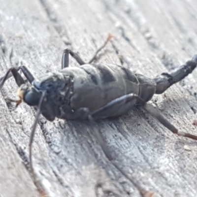 Boreoides subulatus (Wingless Soldier Fly) at Uriarra Recreation Reserve - 10 May 2020 by tpreston