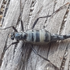 Boreoides subulatus at Coree, ACT - 10 May 2020