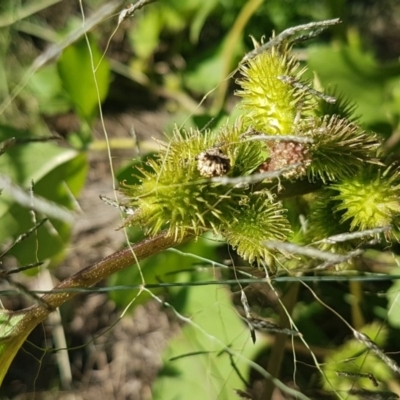 Xanthium occidentale (Noogoora Burr, Cockle Burr) at Coree, ACT - 10 May 2020 by trevorpreston