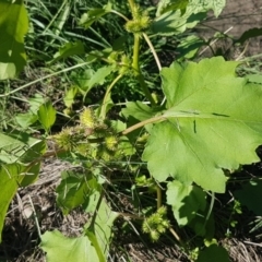 Xanthium occidentale at Coree, ACT - 10 May 2020