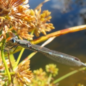 Austrolestes leda at Greenway, ACT - 10 May 2020