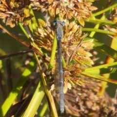 Austrolestes leda at Greenway, ACT - 10 May 2020