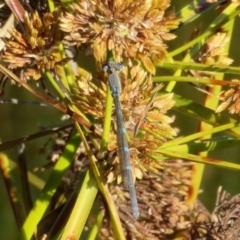 Austrolestes leda at Greenway, ACT - 10 May 2020