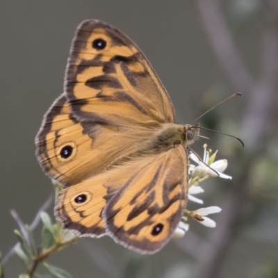 Heteronympha merope (Common Brown Butterfly) at Illilanga & Baroona - 26 Dec 2017 by Illilanga