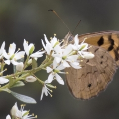 Heteronympha merope at Michelago, NSW - 26 Dec 2017 04:36 PM