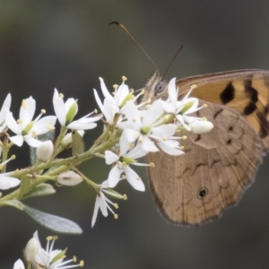 Heteronympha merope at Michelago, NSW - 26 Dec 2017