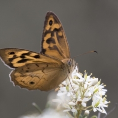 Heteronympha merope at Michelago, NSW - 26 Dec 2017 04:36 PM