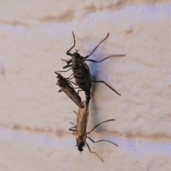 Boreoides subulatus (Wingless Soldier Fly) at Hughes, ACT - 10 May 2020 by JackyF