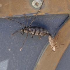 Boreoides subulatus at Hughes, ACT - 10 May 2020