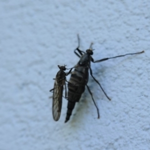 Boreoides subulatus at Hughes, ACT - 10 May 2020