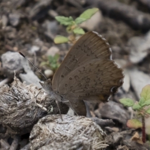 Paralucia pyrodiscus at Michelago, NSW - suppressed