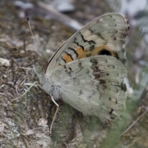 Junonia villida at Michelago, NSW - 26 Dec 2017 06:47 PM