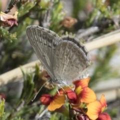 Zizina otis (Common Grass-Blue) at Michelago, NSW - 15 Nov 2017 by Illilanga