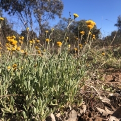 Chrysocephalum apiculatum (Common Everlasting) at Stromlo, ACT - 10 May 2020 by Nat