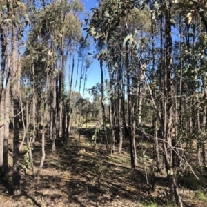 Eucalyptus macrorhyncha at Stromlo, ACT - 10 May 2020