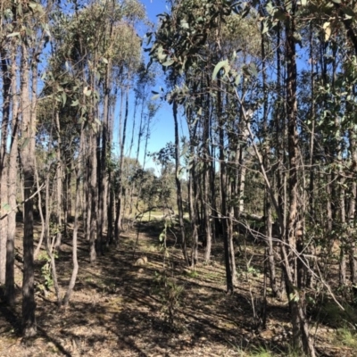 Eucalyptus macrorhyncha (Red Stringybark) at Stromlo, ACT - 10 May 2020 by Nat