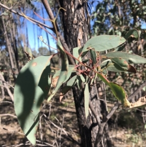 Eucalyptus macrorhyncha at Stromlo, ACT - 10 May 2020