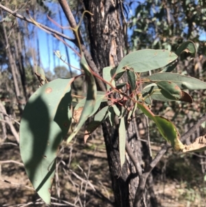 Eucalyptus macrorhyncha at Stromlo, ACT - 10 May 2020 11:19 AM