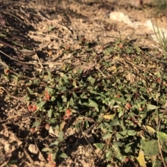 Einadia nutans subsp. nutans (Climbing Saltbush) at Cooleman Ridge - 10 May 2020 by Nat