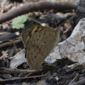 Heteronympha merope at Michelago, NSW - 17 Dec 2017 04:29 PM