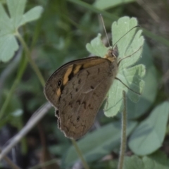 Heteronympha merope at Michelago, NSW - 17 Dec 2017 04:29 PM