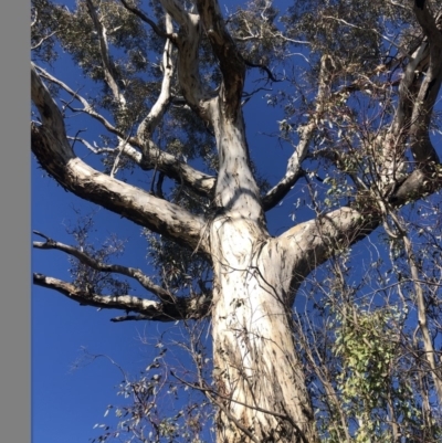 Eucalyptus melliodora (Yellow Box) at Duffy, ACT - 10 May 2020 by Nat