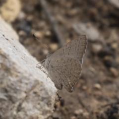 Paralucia pyrodiscus (Fiery Copper) at Michelago, NSW - 22 Dec 2018 by Illilanga