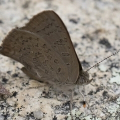 Paralucia pyrodiscus at Michelago, NSW - suppressed