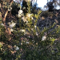 Bursaria spinosa subsp. lasiophylla (Australian Blackthorn) at Cooleman Ridge - 10 May 2020 by Nat