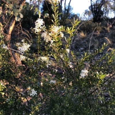 Bursaria spinosa subsp. lasiophylla (Australian Blackthorn) at Cooleman Ridge - 10 May 2020 by Nat