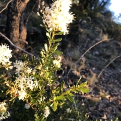 Bursaria spinosa subsp. lasiophylla at Chapman, ACT - 10 May 2020