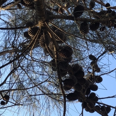 Allocasuarina verticillata (Drooping Sheoak) at Cooleman Ridge - 10 May 2020 by Nat