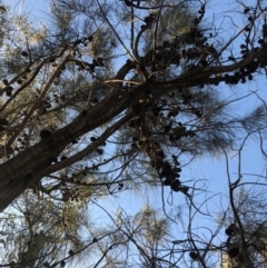 Allocasuarina verticillata at Chapman, ACT - 10 May 2020