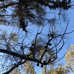 Allocasuarina verticillata at Chapman, ACT - 10 May 2020