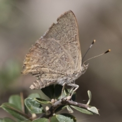 Paralucia pyrodiscus (Fiery Copper) at Illilanga & Baroona - 23 Dec 2018 by Illilanga