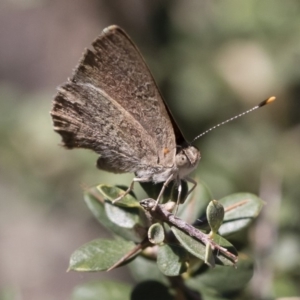 Paralucia pyrodiscus at Michelago, NSW - suppressed