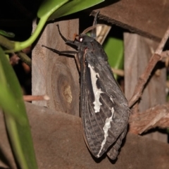 Abantiades atripalpis (Bardee grub/moth, Rain Moth) at Black Range, NSW - 4 Apr 2019 by AndrewMcCutcheon
