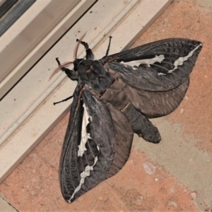 Abantiades atripalpis at Black Range, NSW - 4 Apr 2019 09:02 PM