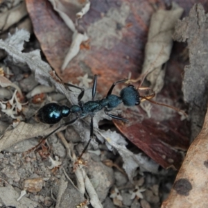 Myrmecia tarsata at Black Range, NSW - 7 Jan 2019 10:22 AM