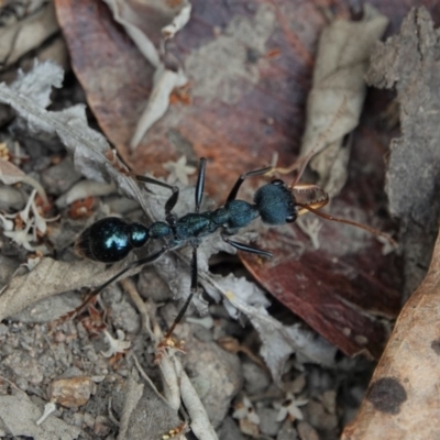 Myrmecia tarsata (Bull ant or Bulldog ant) at Black Range, NSW - 7 Jan 2019 by AndrewMcCutcheon