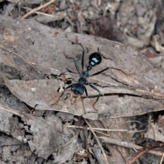 Myrmecia tarsata at Black Range, NSW - 7 Jan 2019 10:22 AM