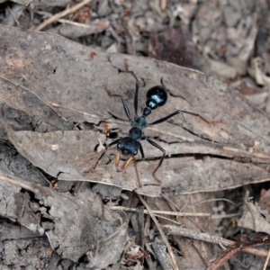 Myrmecia tarsata at Black Range, NSW - 7 Jan 2019