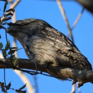 Podargus strigoides at Kingston, ACT - 10 May 2020