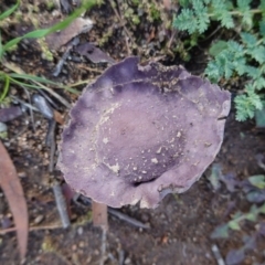 Calvatia cyathiformis at Red Hill to Yarralumla Creek - 7 May 2020 by JackyF