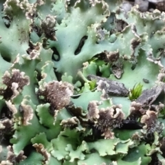 Heterodea sp. (A lichen) at Bruce Ridge - 8 May 2020 by JanetRussell