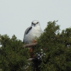 Elanus axillaris at Fyshwick, ACT - 9 May 2020