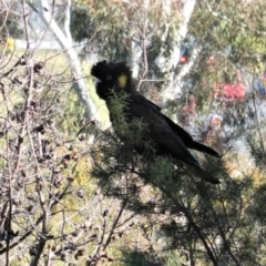 Zanda funerea (Yellow-tailed Black-Cockatoo) at Symonston, ACT - 10 May 2020 by JackyF