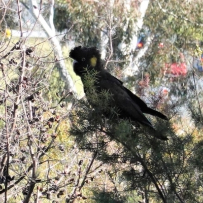 Zanda funerea (Yellow-tailed Black-Cockatoo) at Symonston, ACT - 10 May 2020 by JackyF